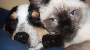 Тест по окружающему миру «Про кошек и собак»