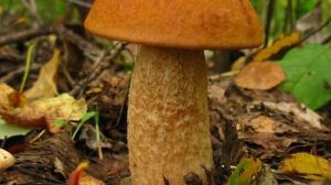Тест по окружающему миру «В царстве грибов»