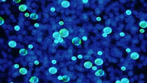 Тест по биологии: Особенности строения клеток прокариотов и эукариотов (Пасечник, 10 класс)