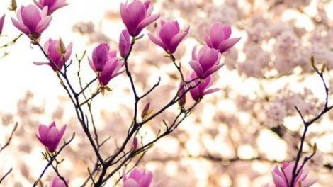 Тест по стихотворению Тютчева «Весна»