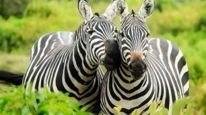 Тест для знатоков: 20 вопросов о диких животных