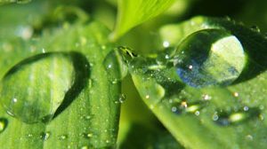 Викторина «Передвижение воды и питательных веществ в растении»