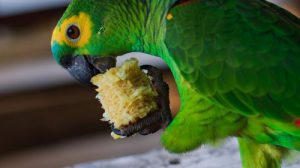 Викторина о попугаях «Амазоны»