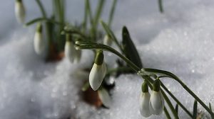 Викторина по стихотворению Баратынского «Весна, весна! как воздух чист!»