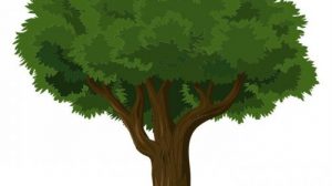 Викторина для детей «Деревья»