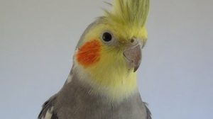Тест: Как хорошо вы знаете попугаев Корелла