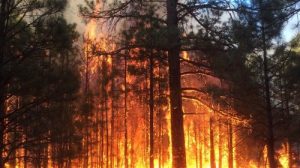 Тест по ОБЖ: Лесные и торфяные пожары и их характеристика (Смирнов, Хренников 7 класс)